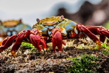Galapagos – wyprawy, wyjazdy, podróże egzotyczne | Sunsara